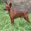 Miniature Pinscher